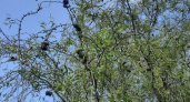 На Лыбедском бульваре в Рязани засняли пораженные шелкопрядом деревья без листьев