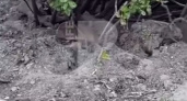 В центре Рязани на видео засняли полчища крыс