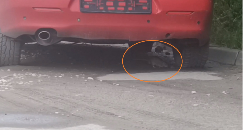 Рязанцы сняли на видео полчища огромных крыс на улице