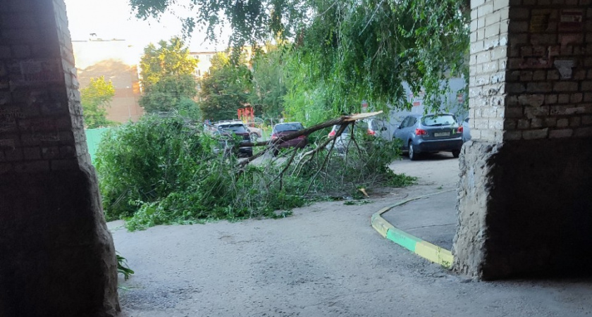 На улице Гоголя и в Приокском в Рязани упали несколько деревьев