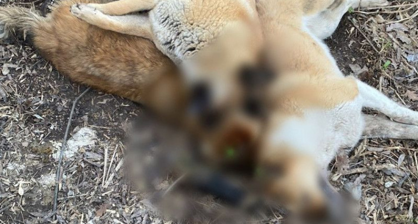 В Рязани обнаружили мертвых собак на улице Пугачева