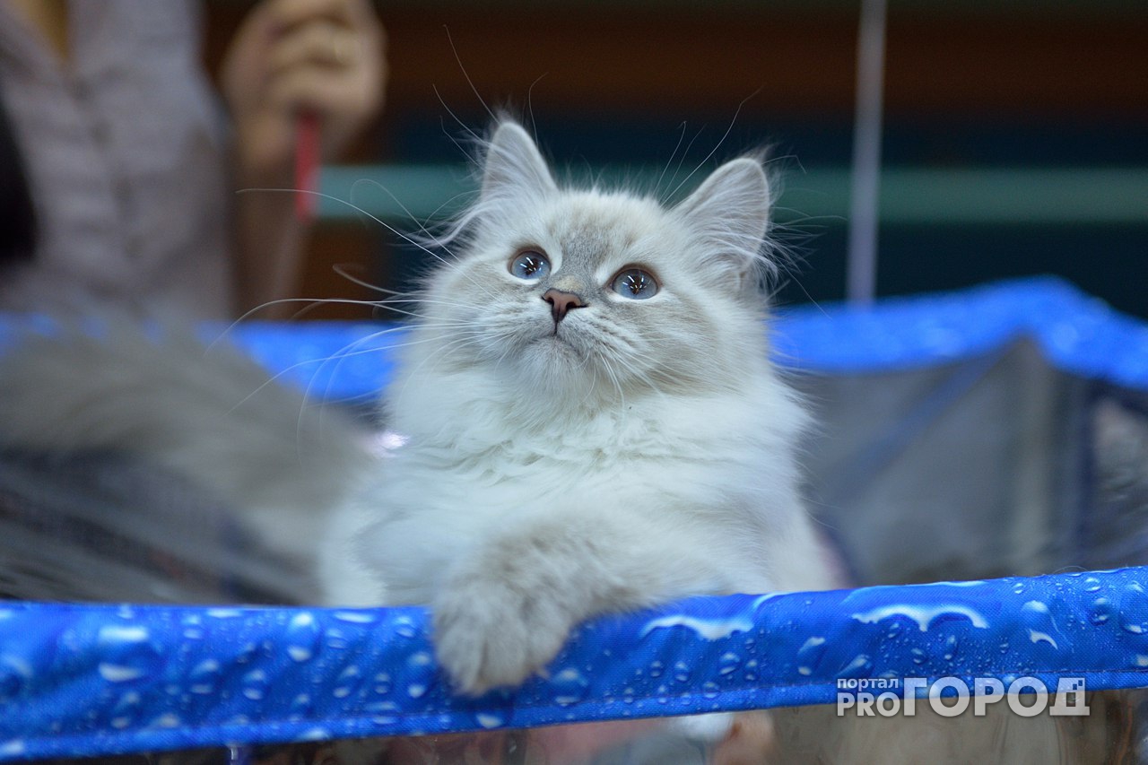 В Рязани на выставке «Сами по себе» показали уникальные фотографии кошек