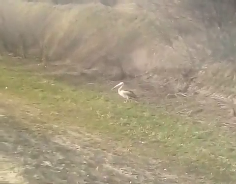 В Рязанской области сняли на видео пеликана