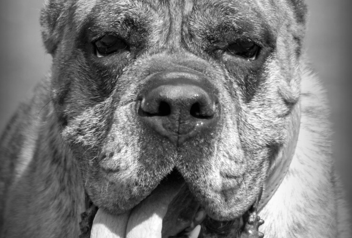 Свобода против безопасности - по улицам Рязани ходят опасные собаки без намордников