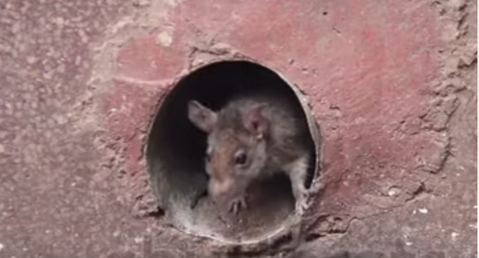 На Новоселов жителей многоэтажки терроризируют крысы