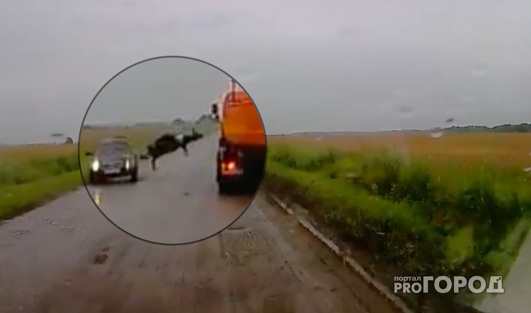 Неподалеку от рязани водитель сбил корову - животное взлетело над дорогой