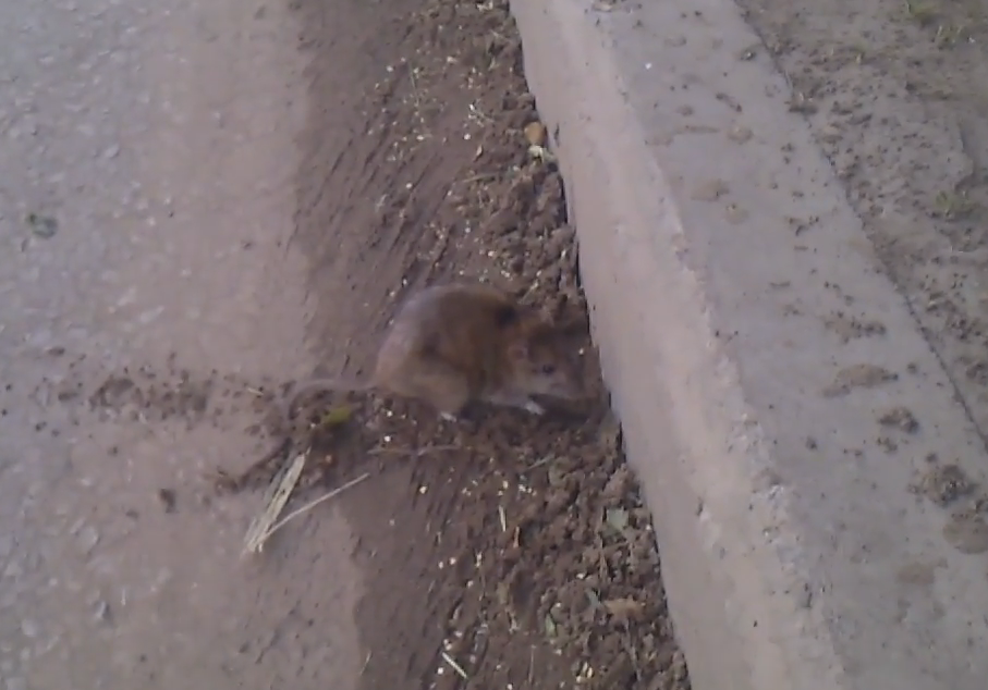 На улице Новоселов крысы заполонили дворы