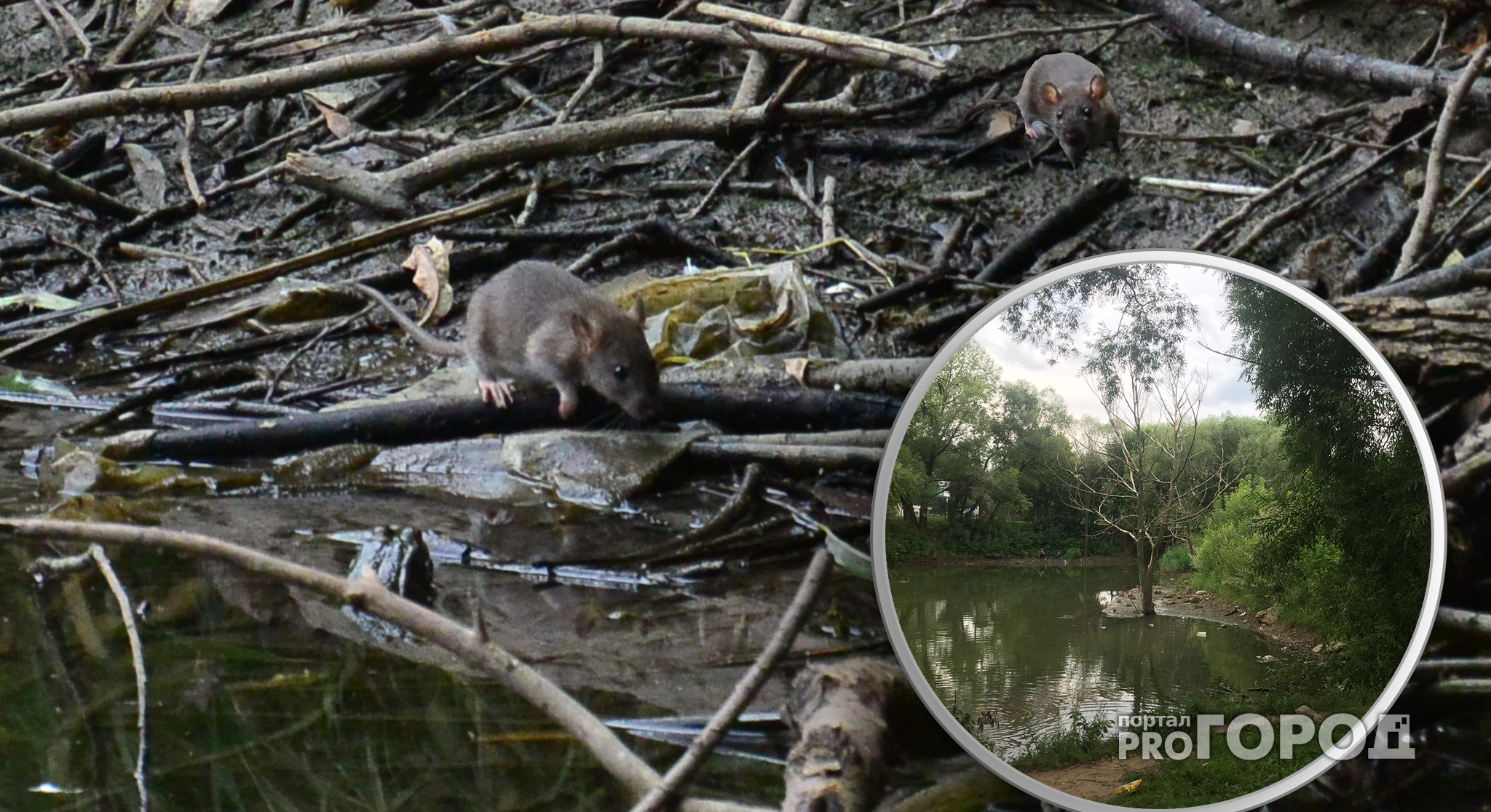 Крысиный рай на Новоселов - за 15 минут мы увидели десятки грызунов
