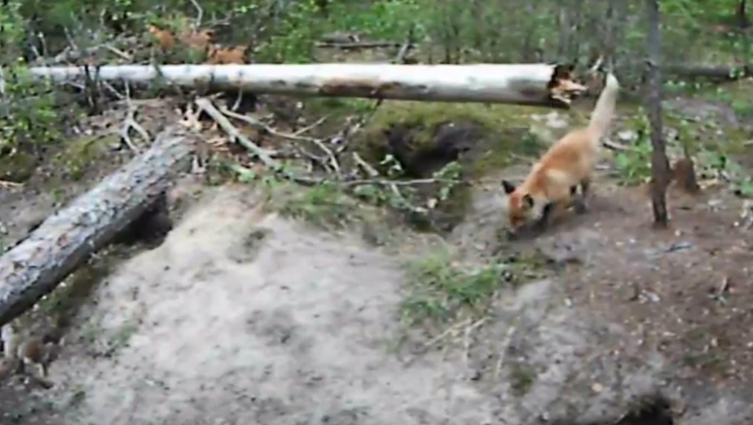 Камеры в Окском заповеднике засняли диких зверей – видео