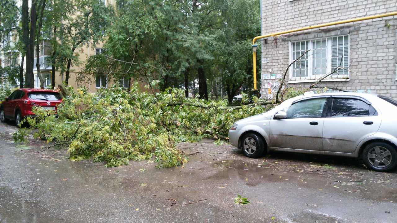 Вчера в Приокском из-за ветра упало несколько ветхих деревьев– фото