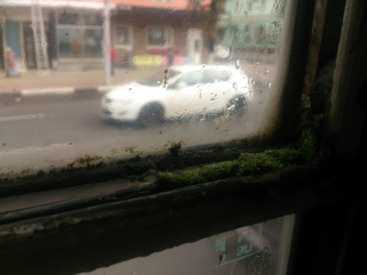 Рязанец сфотографировал мох на окне городского троллейбуса