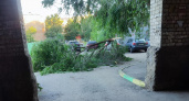 На улице Гоголя и в Приокском в Рязани упали несколько деревьев