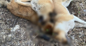 В Рязани обнаружили мертвых собак на улице Пугачева