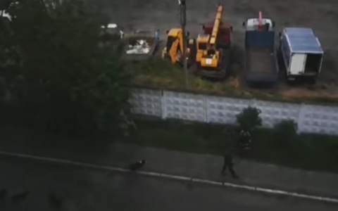 Видео: В Касимове стая собак напала на детей