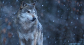 Рязанский волк съел 10 кур на садовом участке