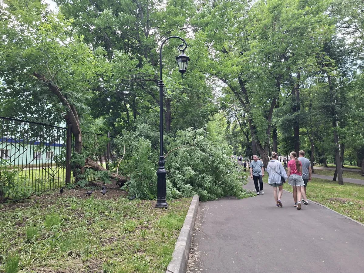 Рязанцев испугал бурьян и тополиные джунгли у детсада