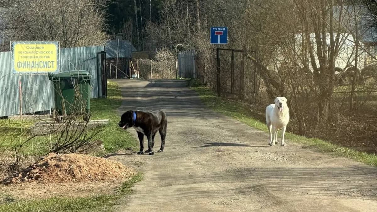 Жители двух деревень под Кировом жалуются на нападения собак на самовыгуле
