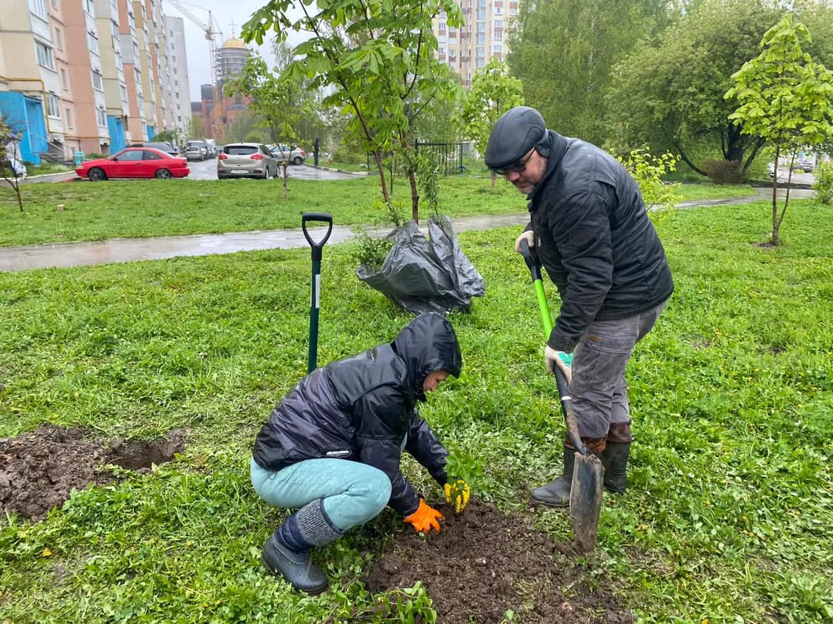 Рязанские каштаны сохнут из-за минирующей моли