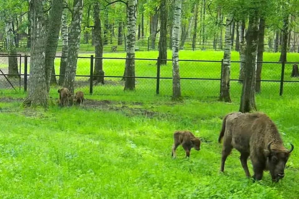 В Окском заповеднике родились четыре зубрёнка в начале лета