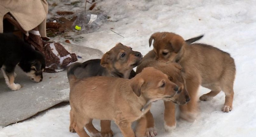 В Солотче замерзают брошенные под ёлкой щенята