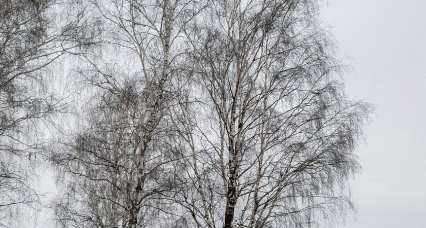 МЧС предупреждает: Рязанскую область накроет метель и сильный снег 
