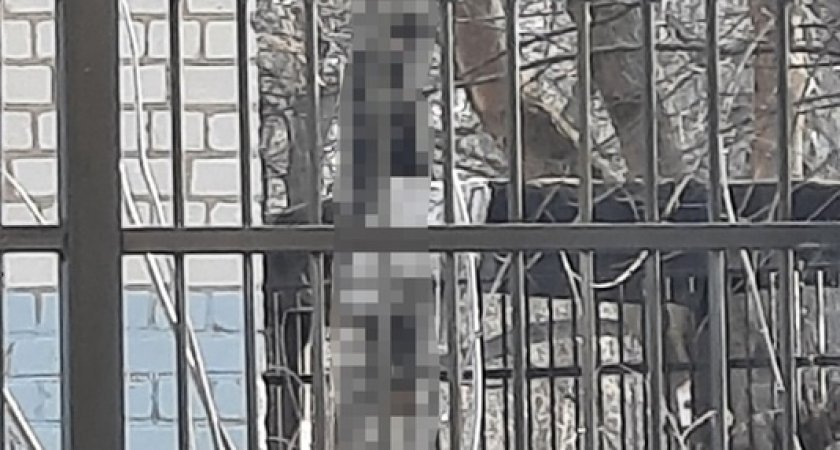 На улице Бирюзова в Рязани 24 марта нашли висящее на дереве тело 56-летнего мужчины