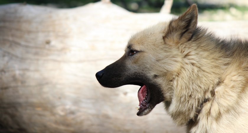 Под Рязанью бойцовых собак кормили сеном, чтобы выбрать наиболее живучих