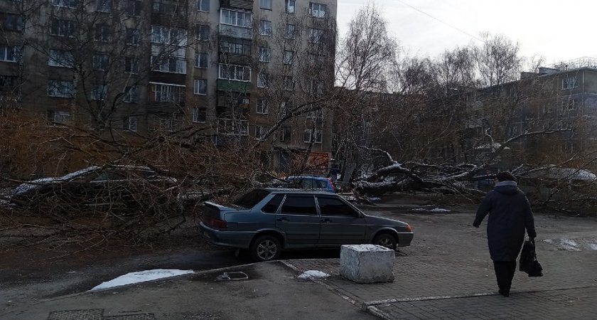 На улице Комбайновой в Рязани дерево рухнуло на автомобиль