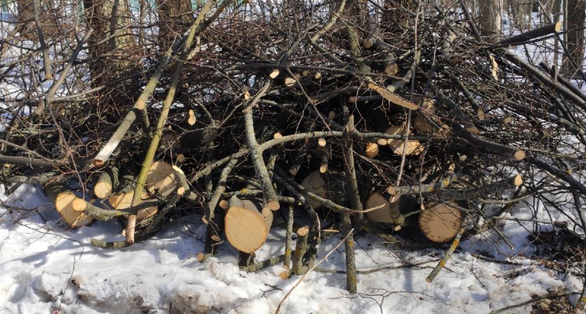 Рязанка призвала власти остановить вырубку деревьев в парке Белякова