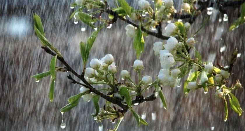 В Рязани 14 апреля ожидается +13 градусов, дождь и туман