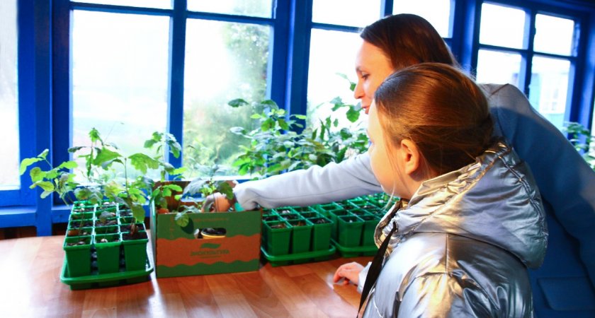 Рязанская школьница вырастила на подоконнике 300 сеянцев дубов для города