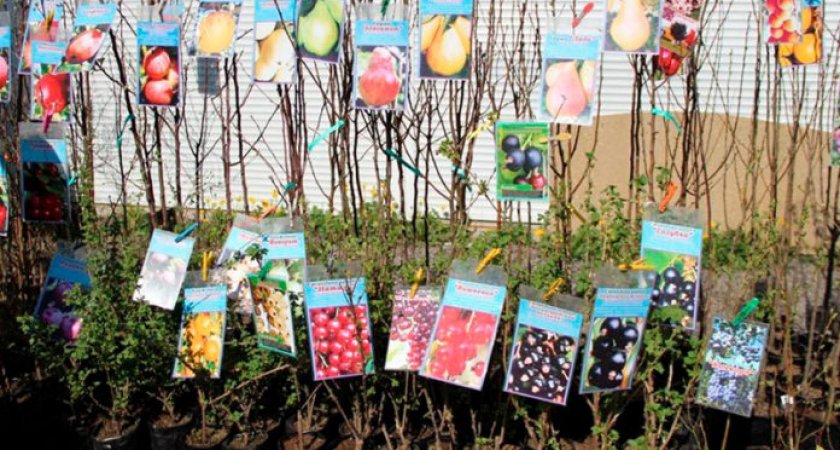 В Рязани ярмарка «Сад-огород» будет работать до 30 апреля