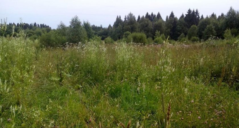 В Рыбновском районе владельца земли оштрафовали на 23 тыс. рублей за сорняки 