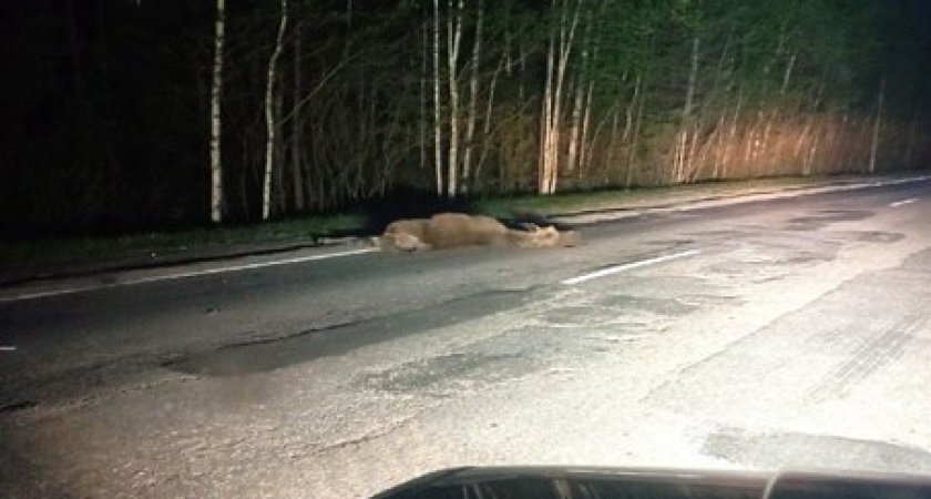 В Касимовском районе водитель сбил лося