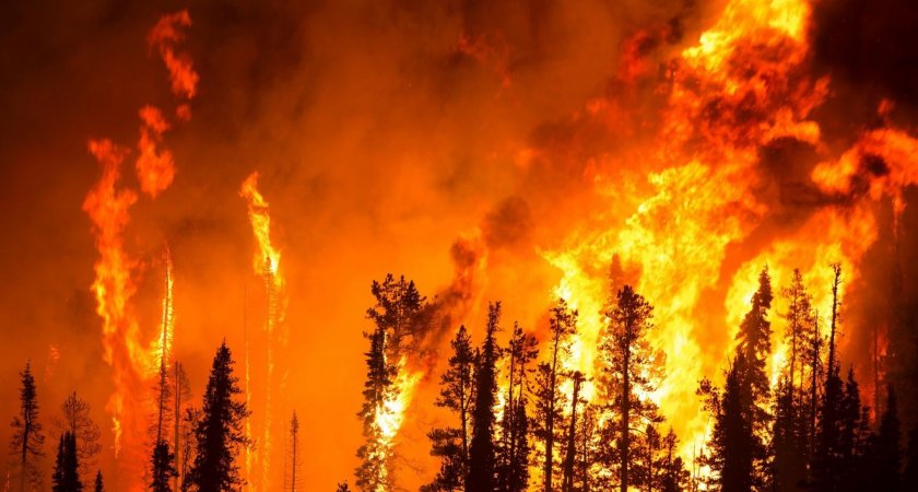 В Рязанской области риск лесных пожаров вырастет в августе 2022 года