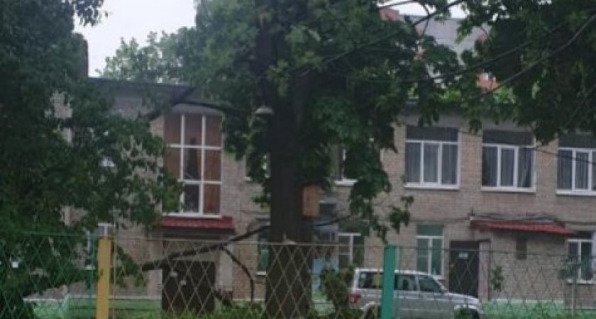 В Рязани у детского сада упавшая ветка убила женщину 32 лет