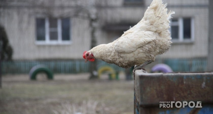 В Рязанской области объявлен карантин из-за птичьего гриппа