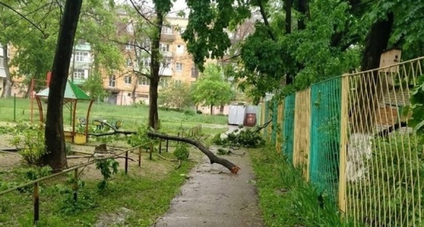 В Рязанской области на женщину рухнуло дерево