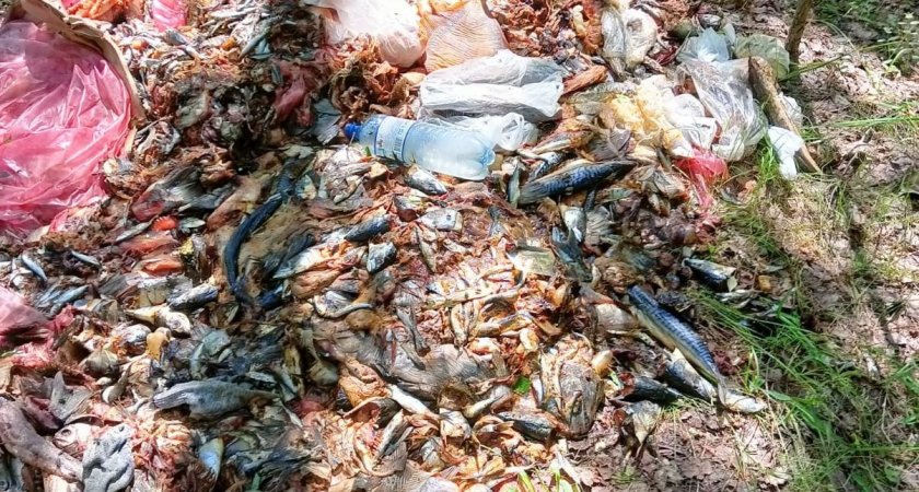 Россельхознадзор выявил свалку рыбных и мясных отходов в Рязанском районе