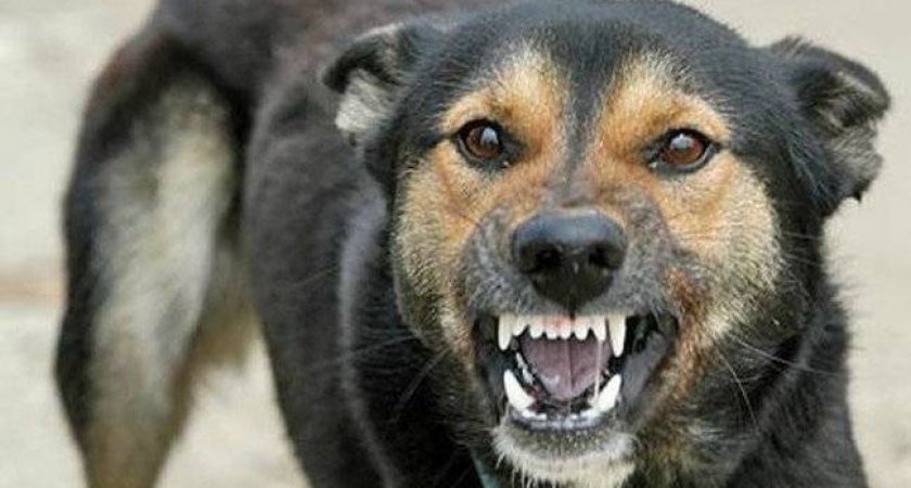 В Рязани 1 июля объявили карантин из-за бешенства животных