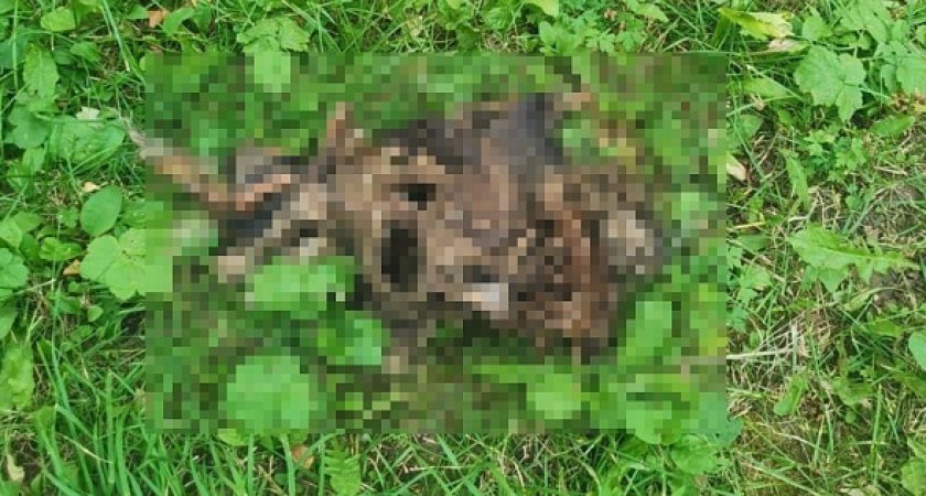 На улице Луговой обнаружили трупы животных без конечностей и голов