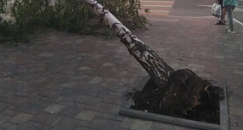 Жители Рязани обвинили строителей в гибели деревьев во время урагана
