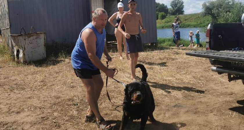 На пляже в рязанской Солотче ротвейлер напал на семью с щенком