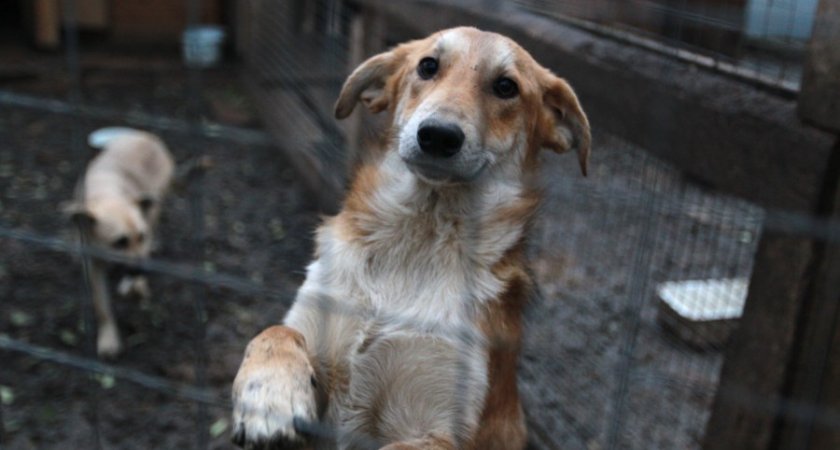 В Рязанском районе выявили нарушения в сфере отлова собак