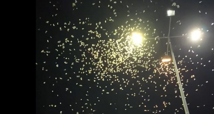 В Рязани у ТЦ «Круиз» сняли на видео скопление ночных бабочек