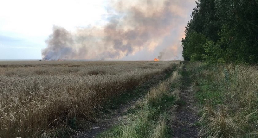 В Сараевском районе удар молнии уничтожил 10 гектаров пшеницы