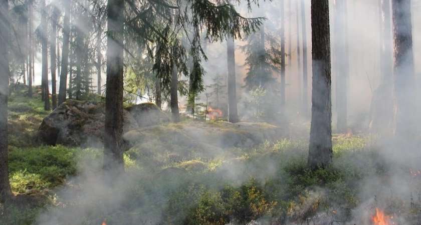В Рязанской области 31 июля 2022 года произошел лесной пожар