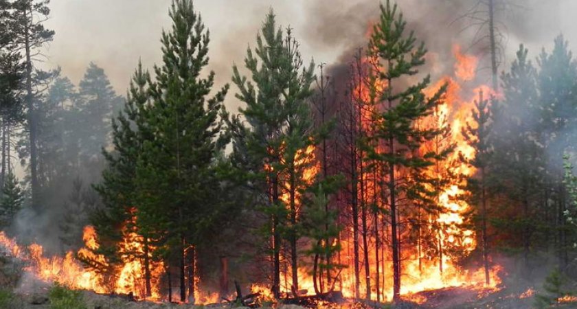 Площадь лесного пожара в рязанском заповеднике достигла 30 гектаров