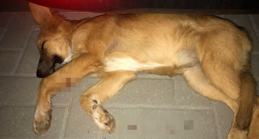 В Семчино неизвестный выстрелил в ногу собаке