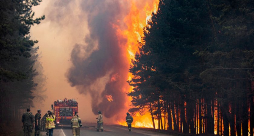 Площадь лесных пожаров в Рязанской области оказалась наибольшей в ЦФО с начала 2022 года